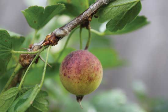 Hoenig’s Earliest earns high marks for rich flavor.